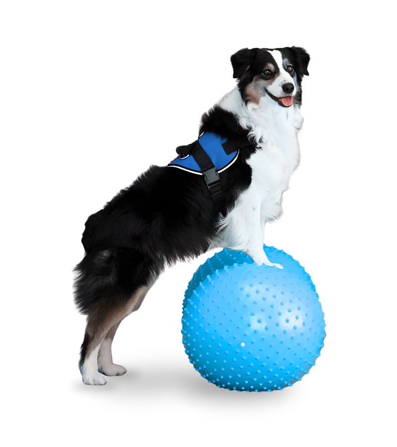 Fisioterapia veterinaria para perros y gatos en Santiago y Colina