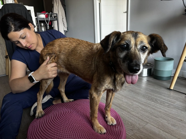 Fisioterapia para perros y gatos mascotas