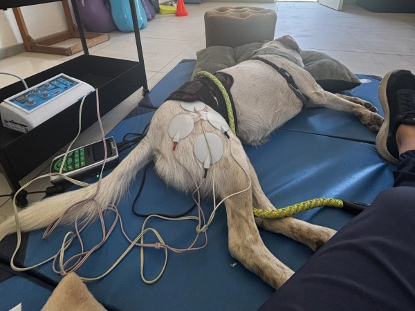 fisioterapia para perros y gatos