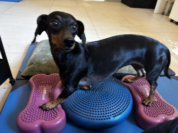Fisioterapia veterinaria en Colina y Chicureo