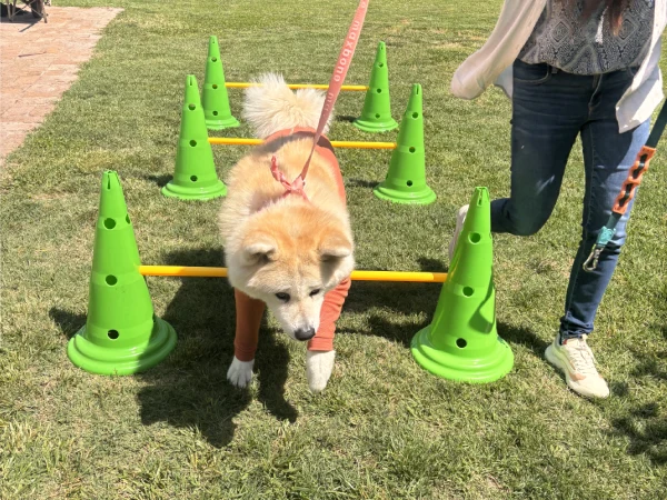 Rehabilitación para perros operados