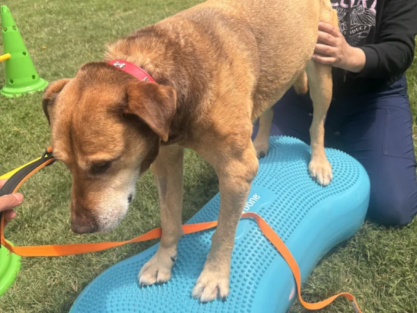 Fisioterapia para perros y gatos stgo