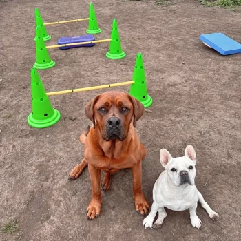 Kinesiología veterinaria para recuperación de movilidad en mascotas
